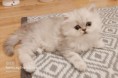 /album/kepgaleria-f-alom/fluffy-jpg1/